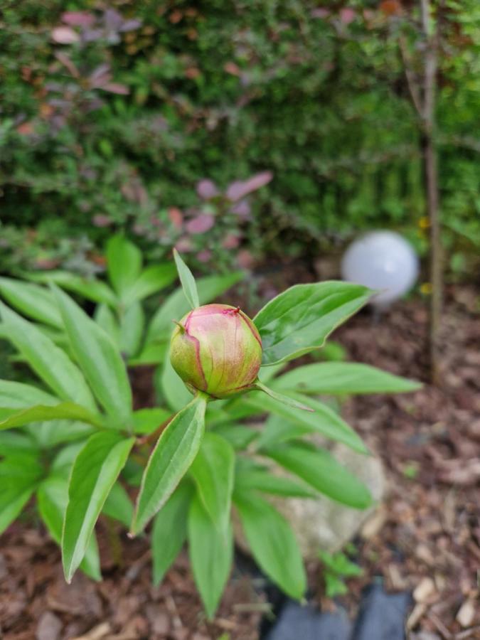 Willa Pod Piorem Zakopane Luaran gambar